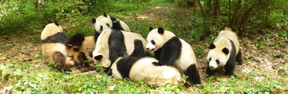 Giant Panda Disovery