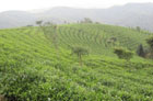 Tea Farm