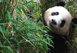 Giant Panda Volunteer and the Tribes